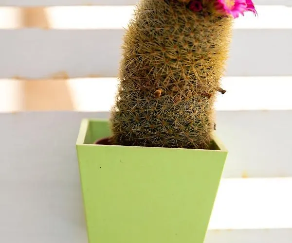 Casa Ginebras Apartman *